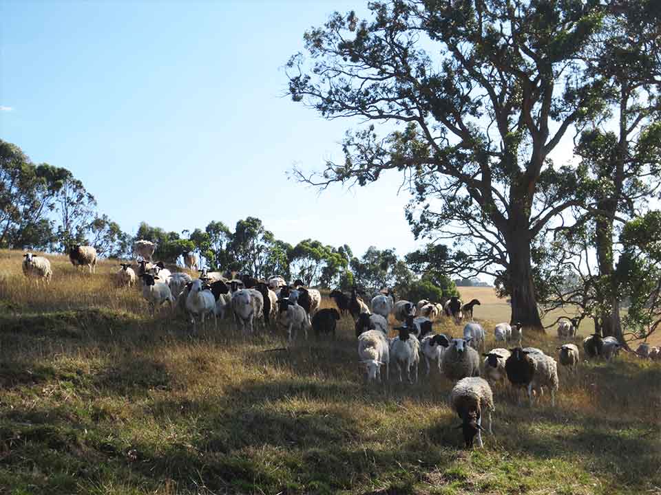 Dorper Sheep Melbourne
